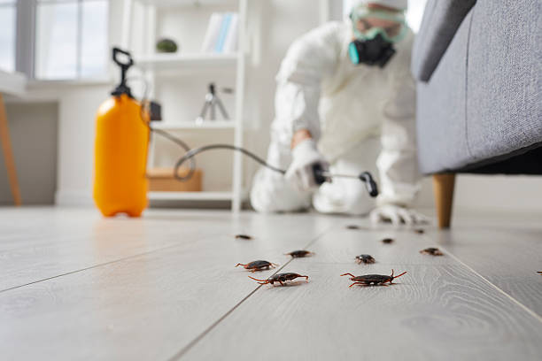 Trusted Rodent Control service in Medina, WA - Nex Pest Control